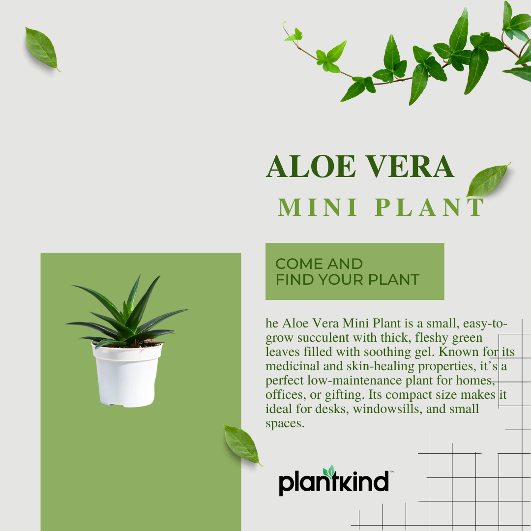 Aloe Vera Mini Plant | Medicinal ANd Ariomatic Plants | 1 Live Plant