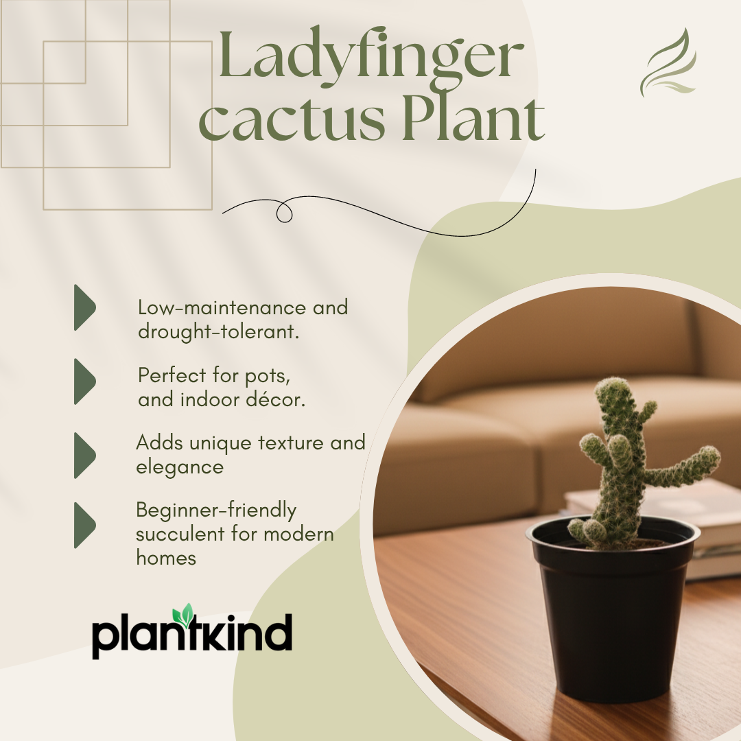 Lady Finger cactus Plant | Cactus Plant | 1 Live Plant