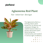 Aglaonema Red Plant