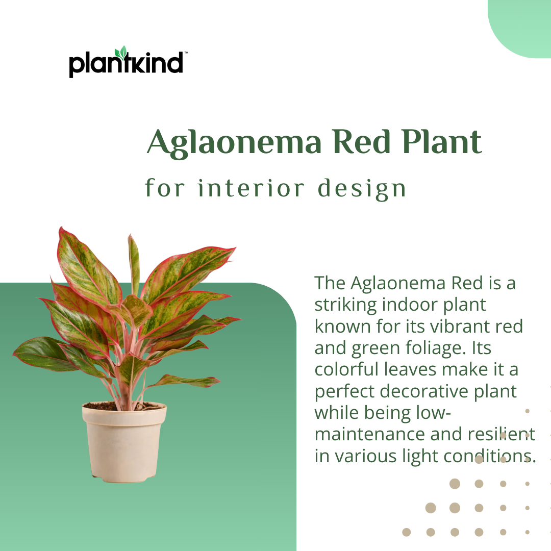 Aglaonema Red Plant