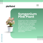 Syngonium Pink Plant | Indoor Ornamental Plant | 1 Live Plant
