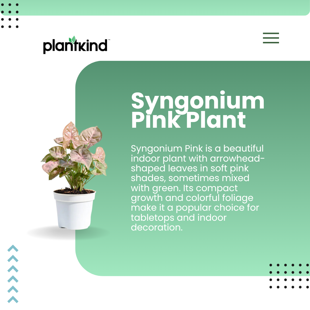 Syngonium Pink Plant | Indoor Ornamental Plant | 1 Live Plant