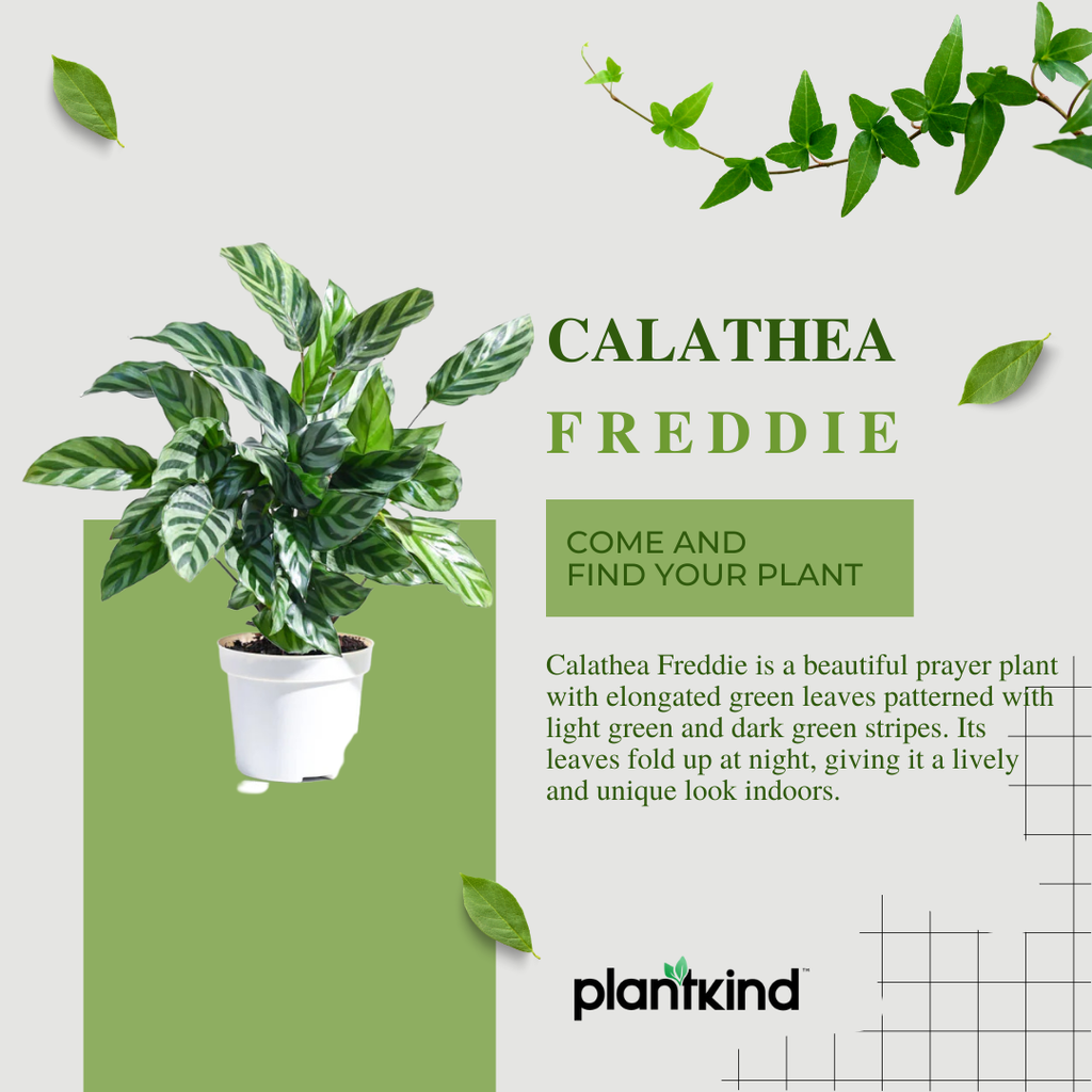 Calathea Freddie | Indoor Plant | 1 Live Plant
