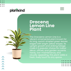 Dracena Lemon Line Plant - Large