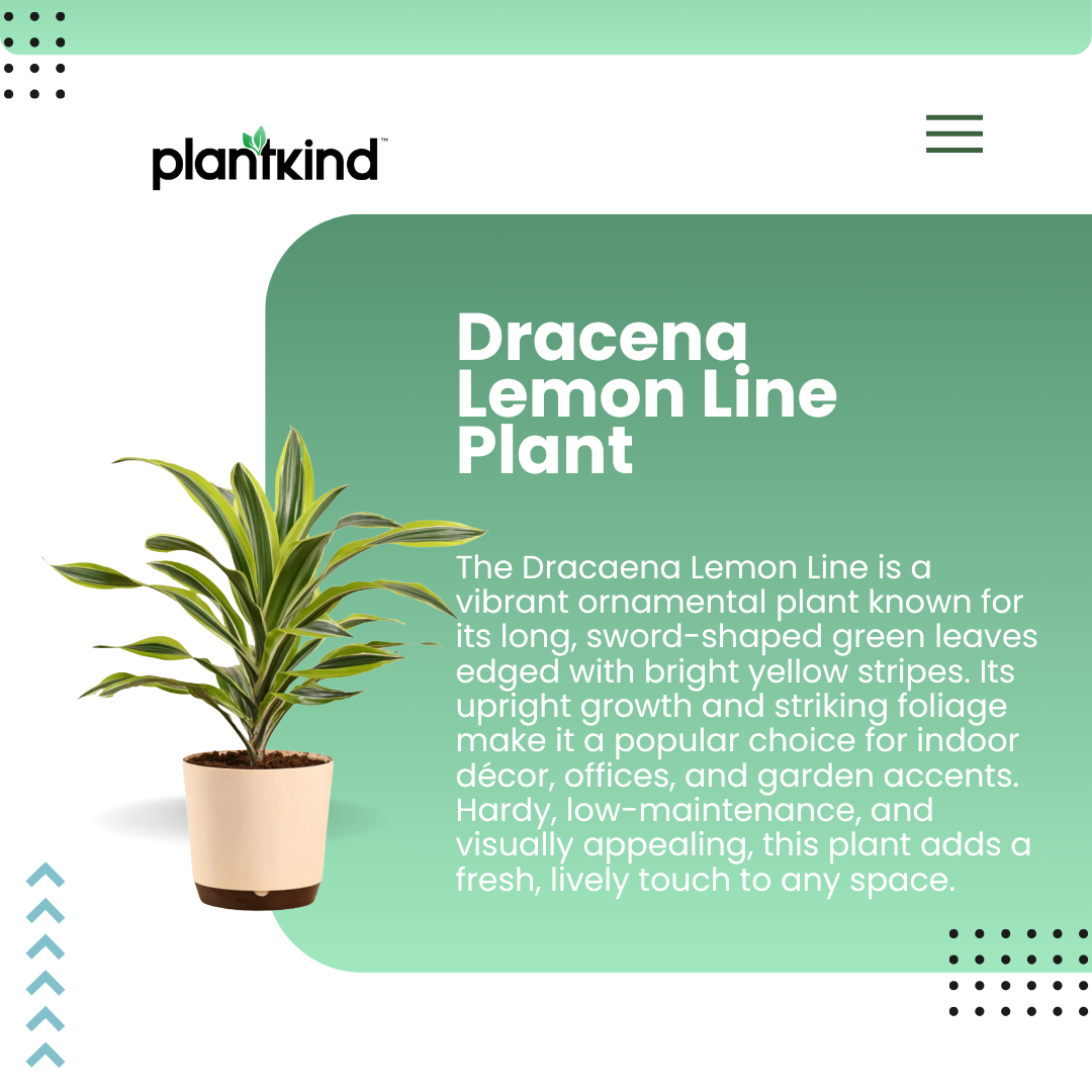 Dracena Lemon Line Plant - Large