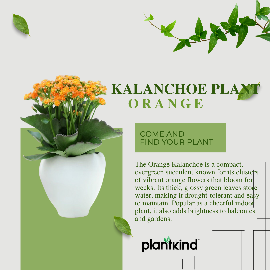 Kalanchoe Plant - Orange