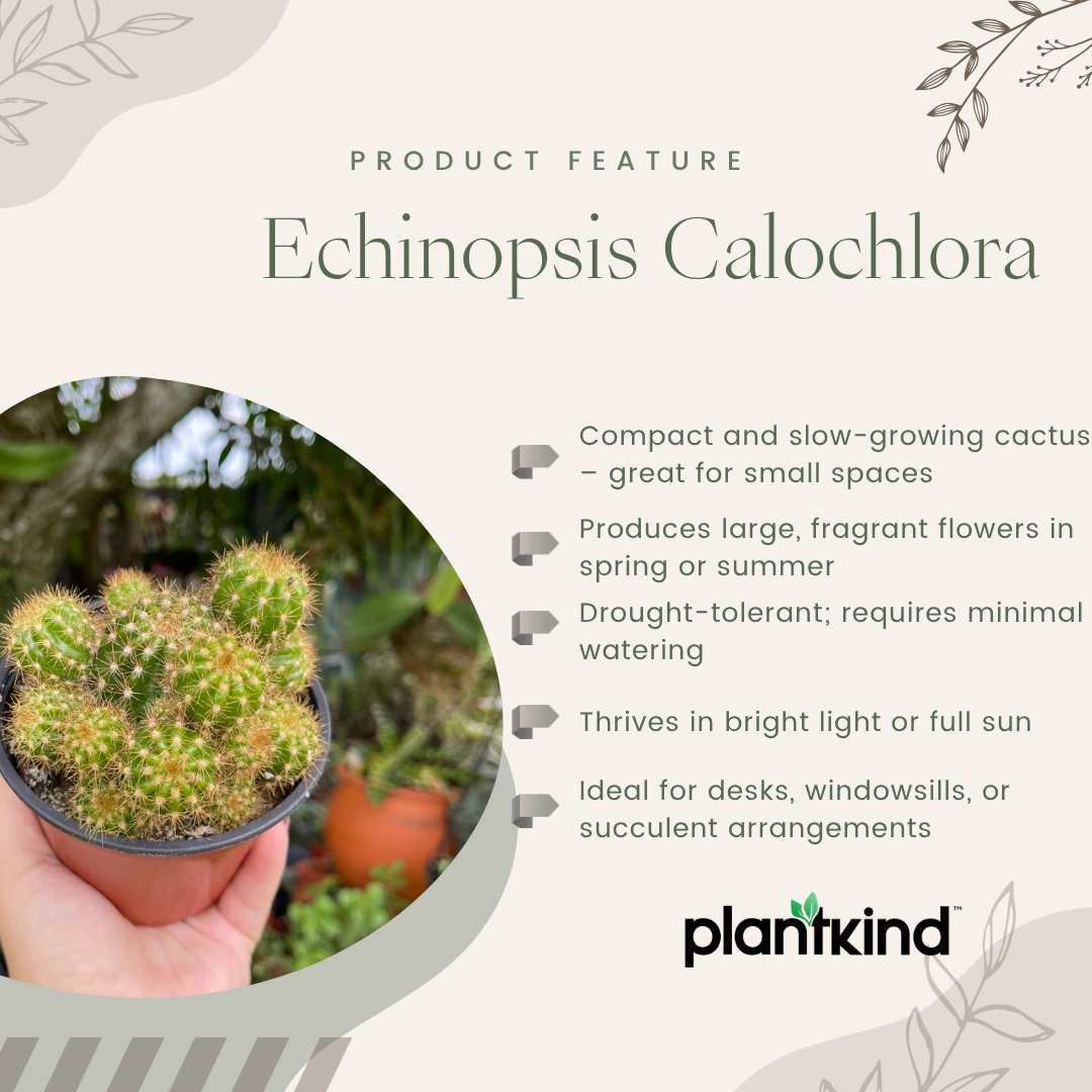 Echinopsis Calochlora | Succulent Plant | Indoor Plant | 1 Live Plant