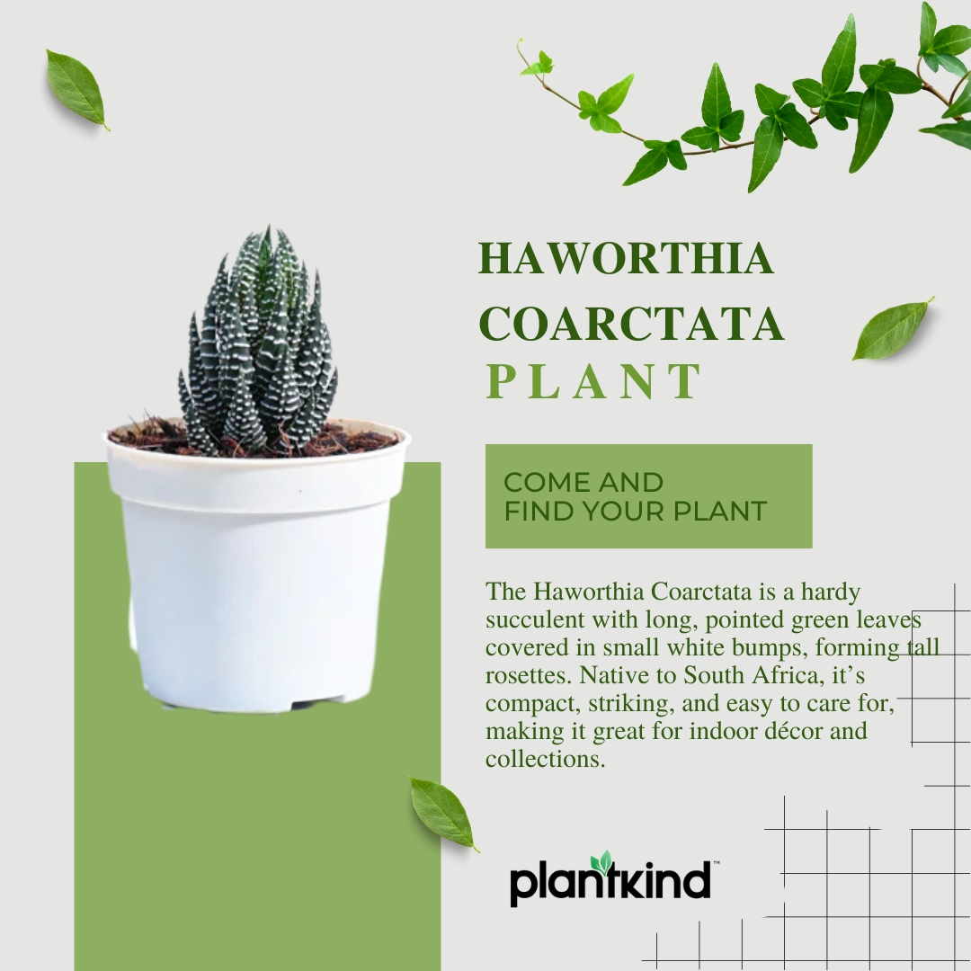 Haworthia Coarctata Plant | Indoor Plant | Succulent Plant | 1 Live Plant