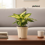 Aglaonema Green| Indoor Plant  | 1 Live Plant | Small