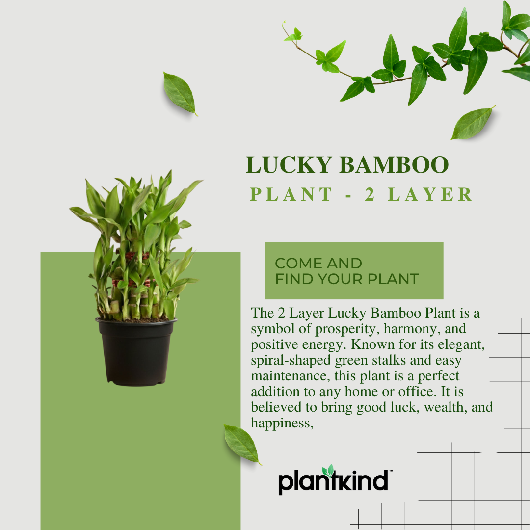 Lucky Bamboo Plant | 2 Layer – Bring Prosperity & Positive Vibes Home | Pack of 1 with Grow Pot