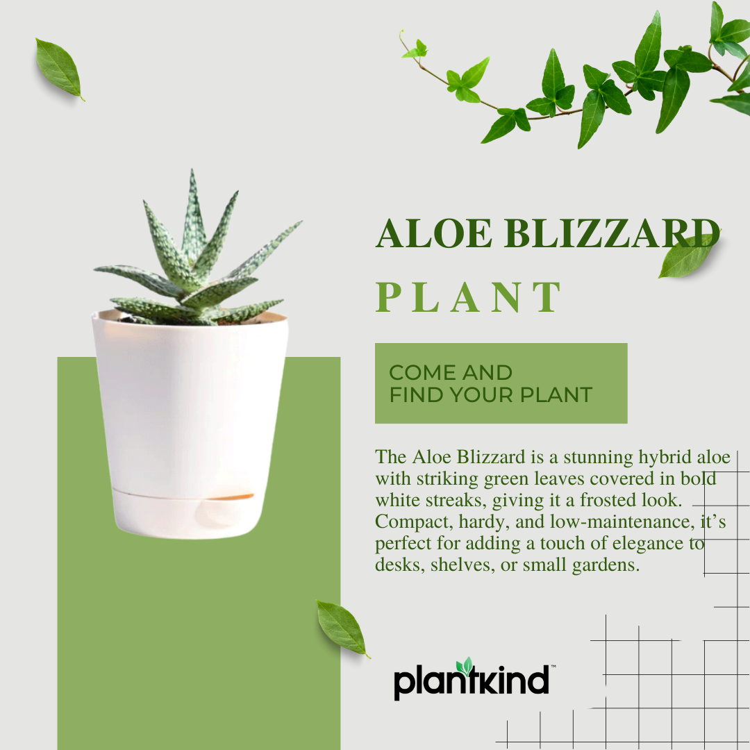 Aloe Blizzard Plant | Succulent Plant | Indoor Plant | 1 Live Plant