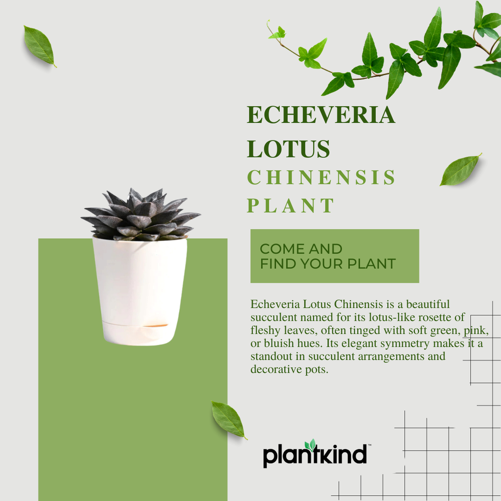 Echeveria Lotus Chinensis Plant | Succulent Plant | Indoor Plant