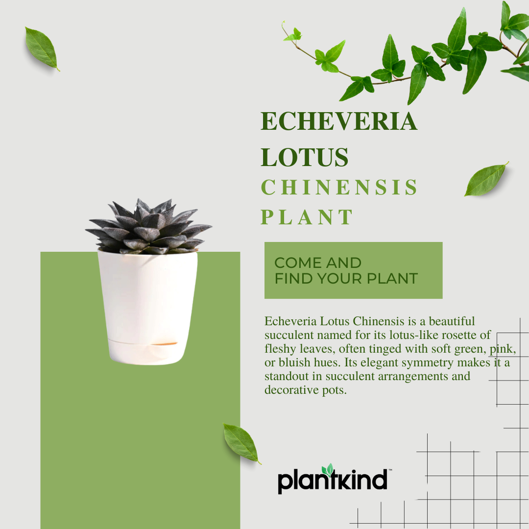 Echeveria Lotus Chinensis Plant | Succulent Plant | Indoor Plant