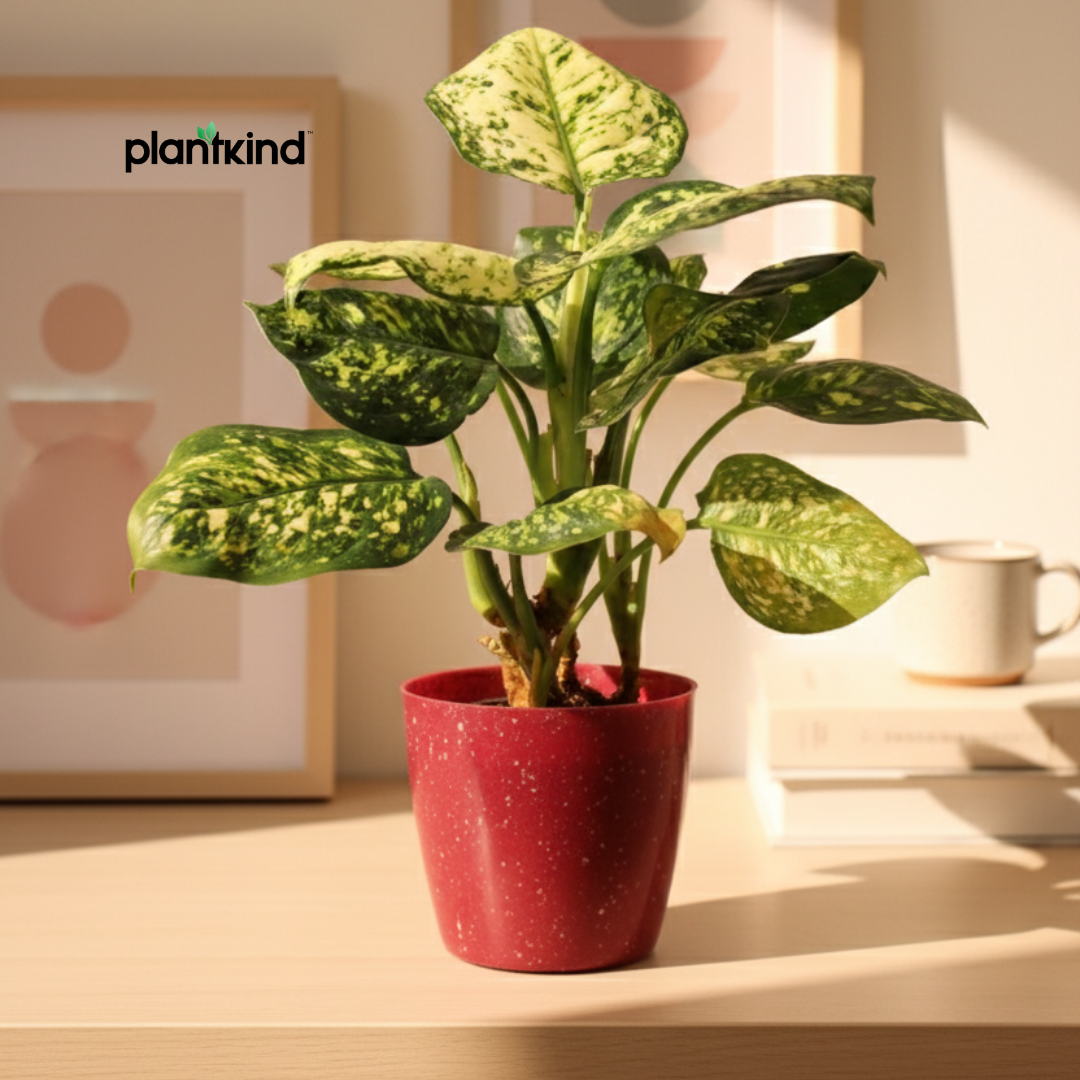 Dieffenbachia Cheetah Plant | Indoor Plant | 1 Live Plant| Small