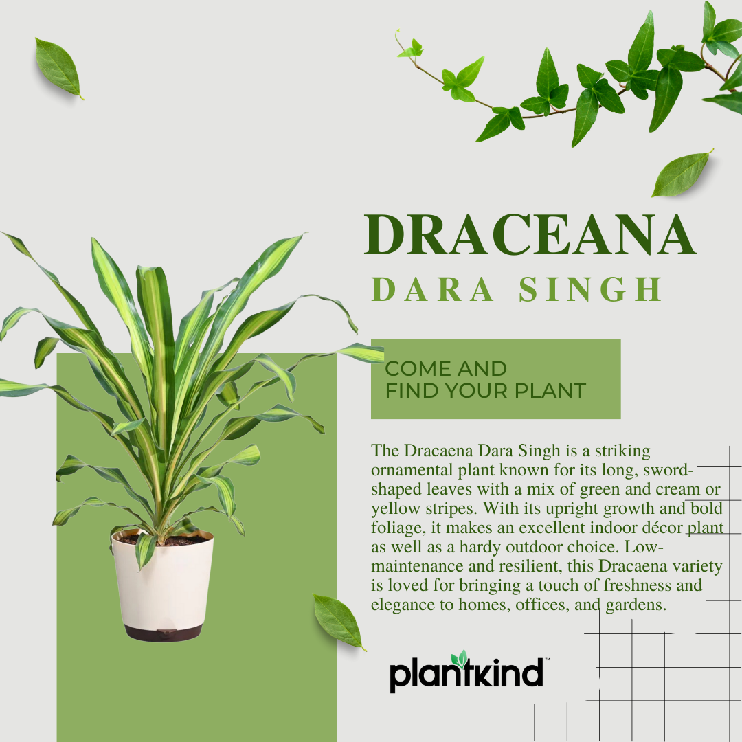 Draceana Dara Singh Plant | Ornamental foliage plant | Indoor Plant | Pack of 1