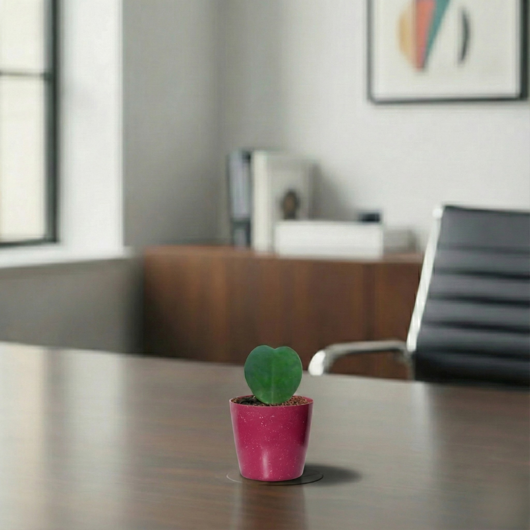 Heart Hoya Plant | Succulent Plant | Indoor Ornamental Plant | 1 Live Plant