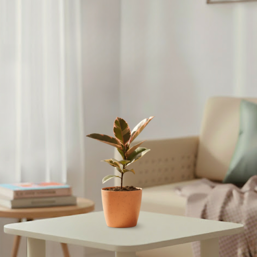 Rubber Plant Variegated | Indoor Plant | Outdoor Plant | 1 Live Plant | Small