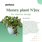 Money Plant N'joy | Indoor Plant | Climbing Plant | 1 Live Plant | Small