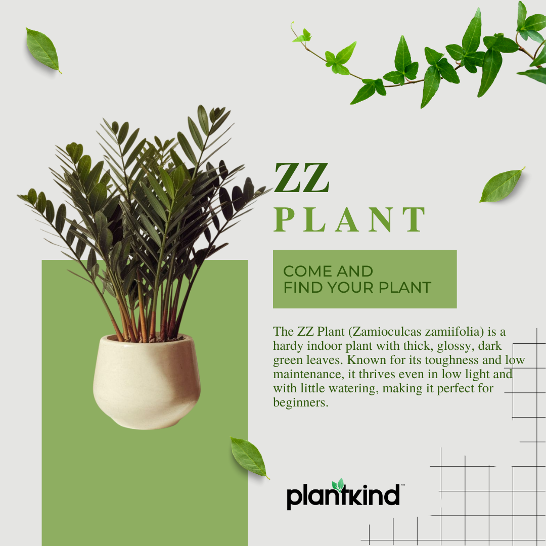ZZ Plant | Zamioculcas zamiifolia | Fortune Plant| Indoor Plant | 1 Live Plant with Grow Pot| XL