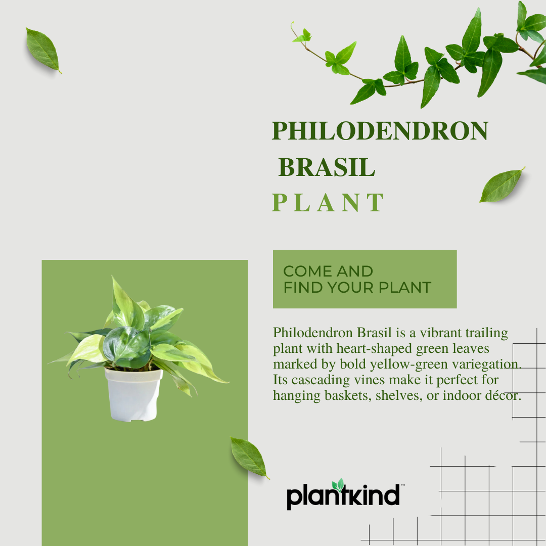 Philodendron Brasil Plant | Air Purifying Plant | 1 Live Plant