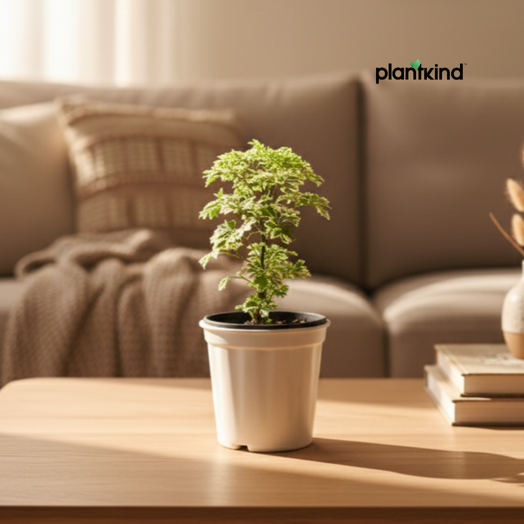 Ming Aralia Plant | Indoor Plant | 1 Live Plant | Small