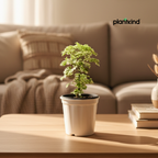 Ming Aralia Plant | Indoor Plant | 1 Live Plant | Small