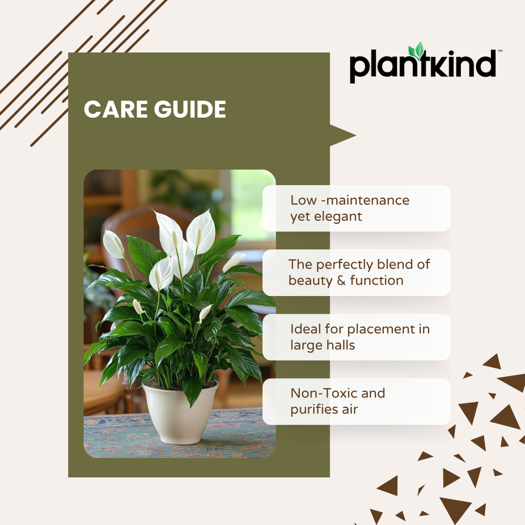 Peace Lily Plant | Indoor Plant | Air Purifier Plant | Pack of 1