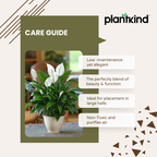Peace Lily Plant | Indoor Plant | Air Purifier Plant | Pack of 1