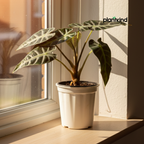 Alocasia Velvet Black| Velveta Black  |Indoor Plant | 1 Live Plant | Small