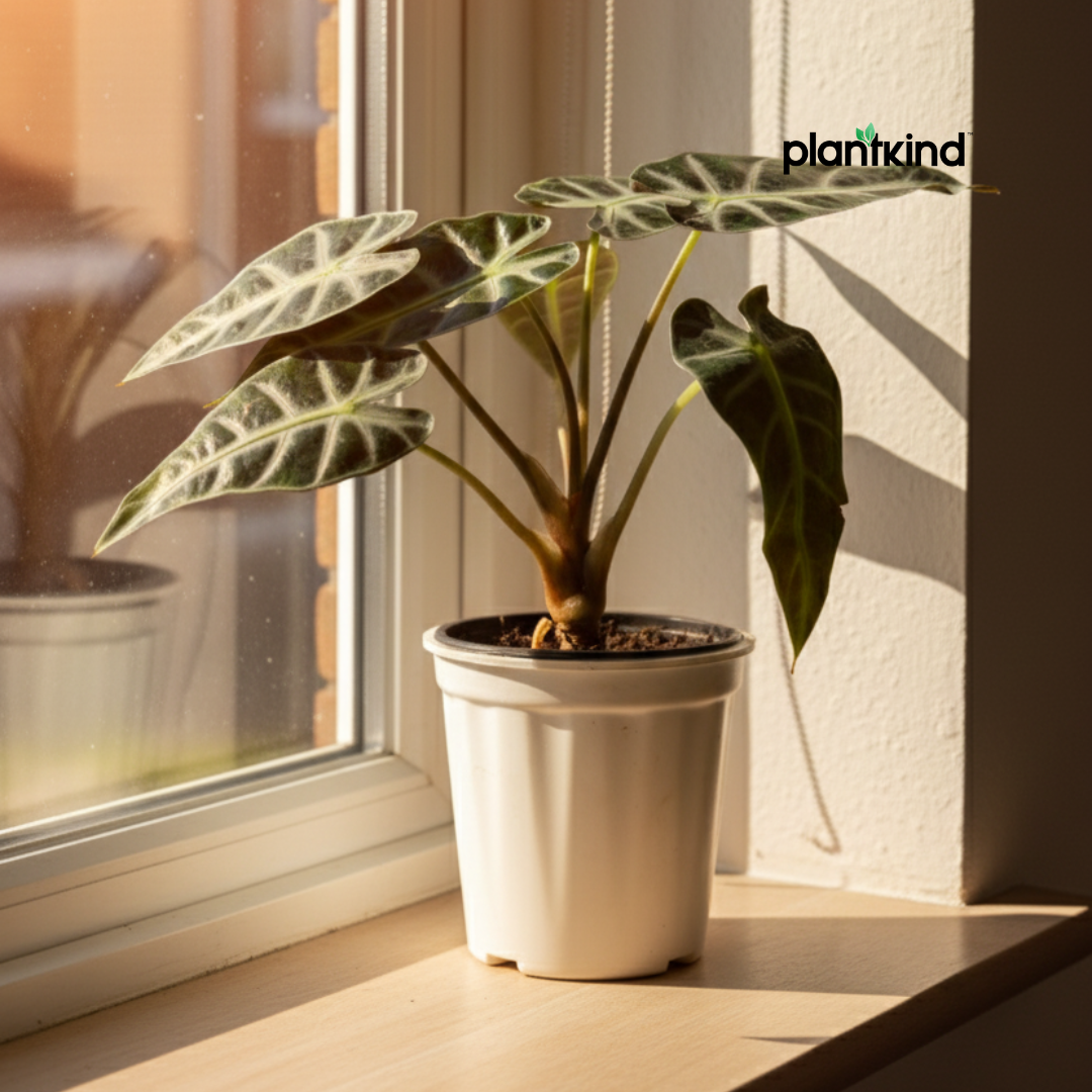 Alocasia Velvet Black| Velveta Black  |Indoor Plant | 1 Live Plant | Small