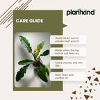 Philodendron Ring Of Fire Plant| Indoor Live Plant Pack Of 1