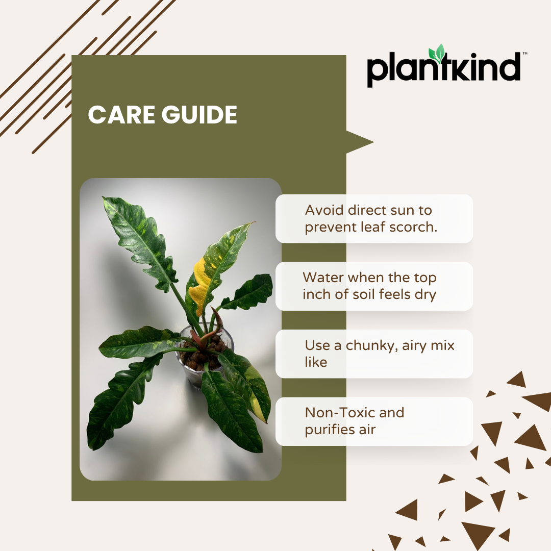Philodendron Ring Of Fire Plant| Indoor Live Plant Pack Of 1