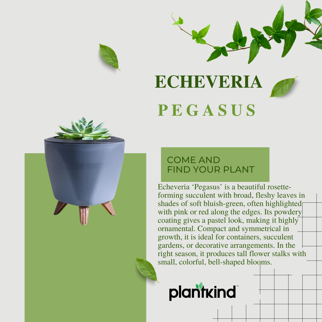 Echeveria Pegasus | Succulent Plant | Indoor Plant | 1 Live Plant
