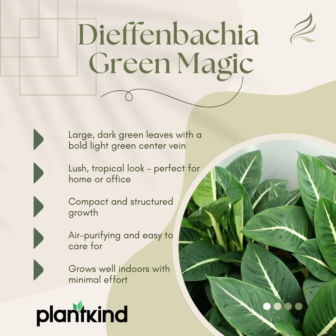 Dieffenbachia Green Magic Plant | Ornamental Plant | Indoor Plant | Outdoor Plant | Pack Of 1