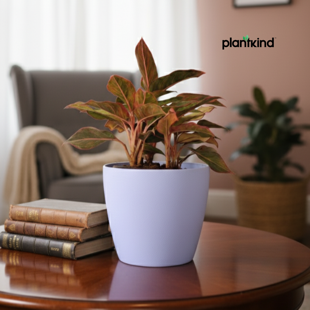 Aglaonema Lipstick Plant| Indoor Plants| 1 Live Plant