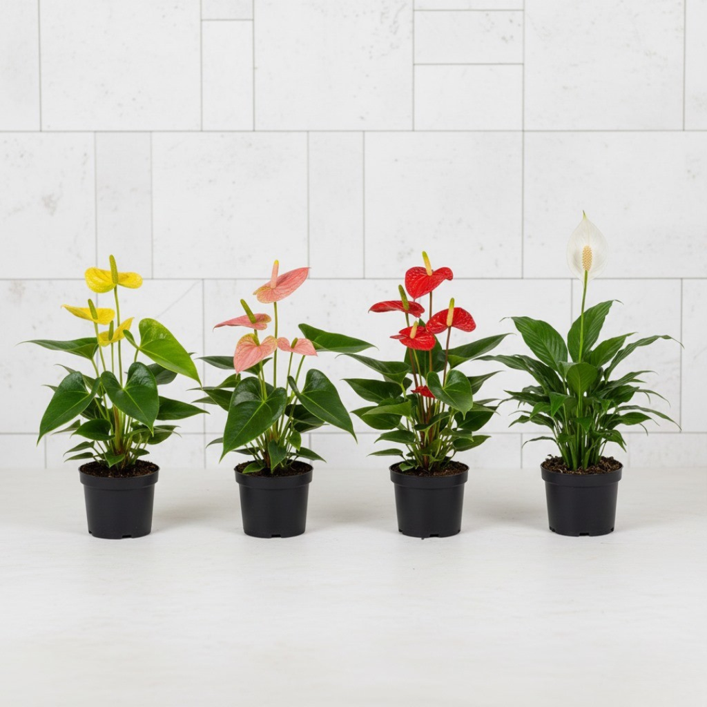 Petal Bliss Indoor Pack