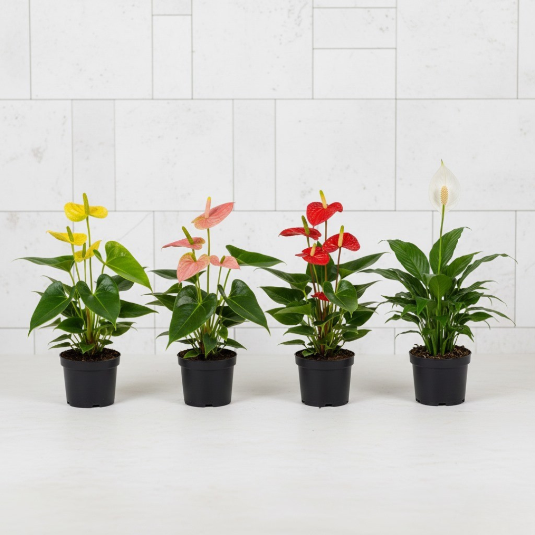 Petal Bliss Indoor Pack