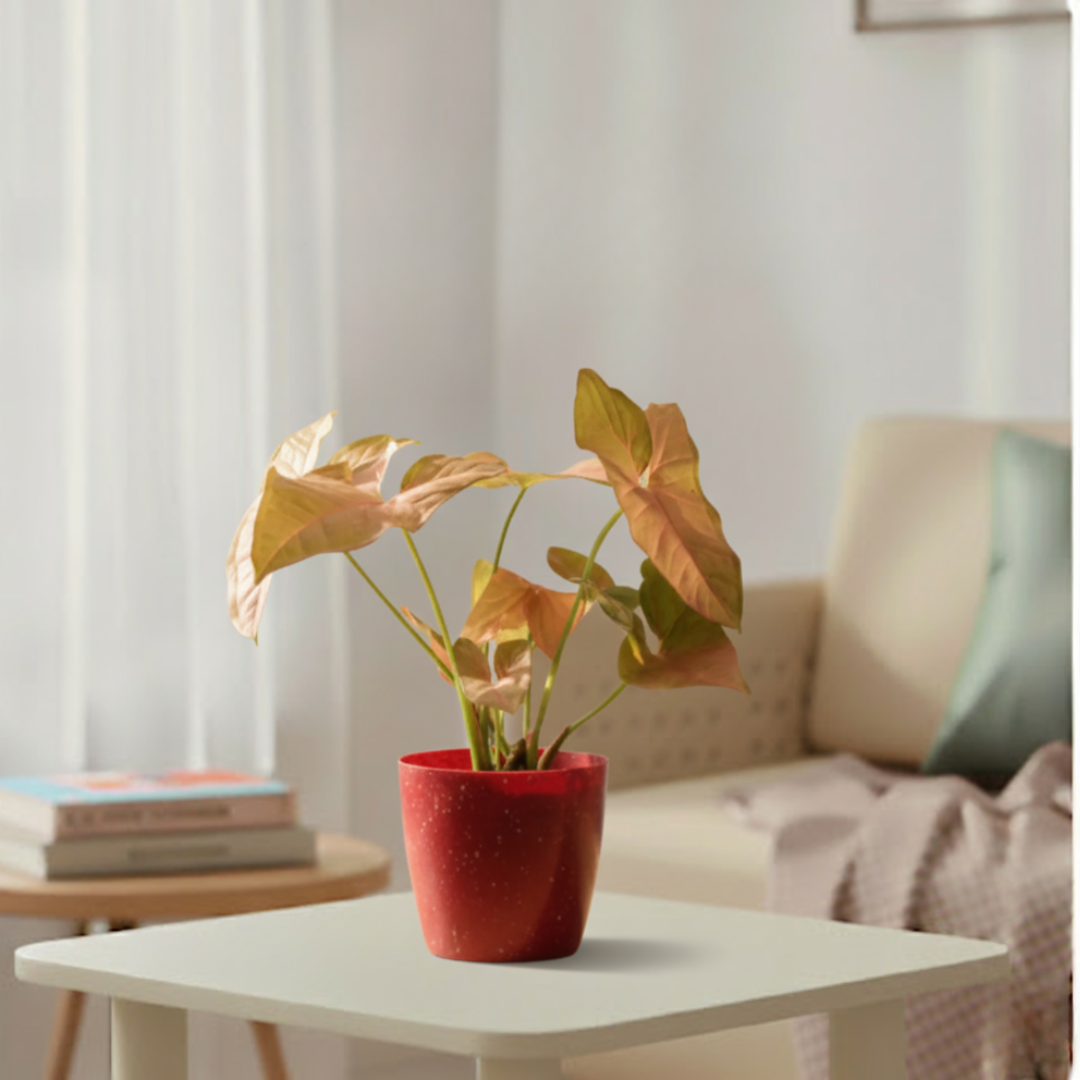 Syngonium Pink Plant | Indoor Ornamental Plant | 1 Live Plant | Small