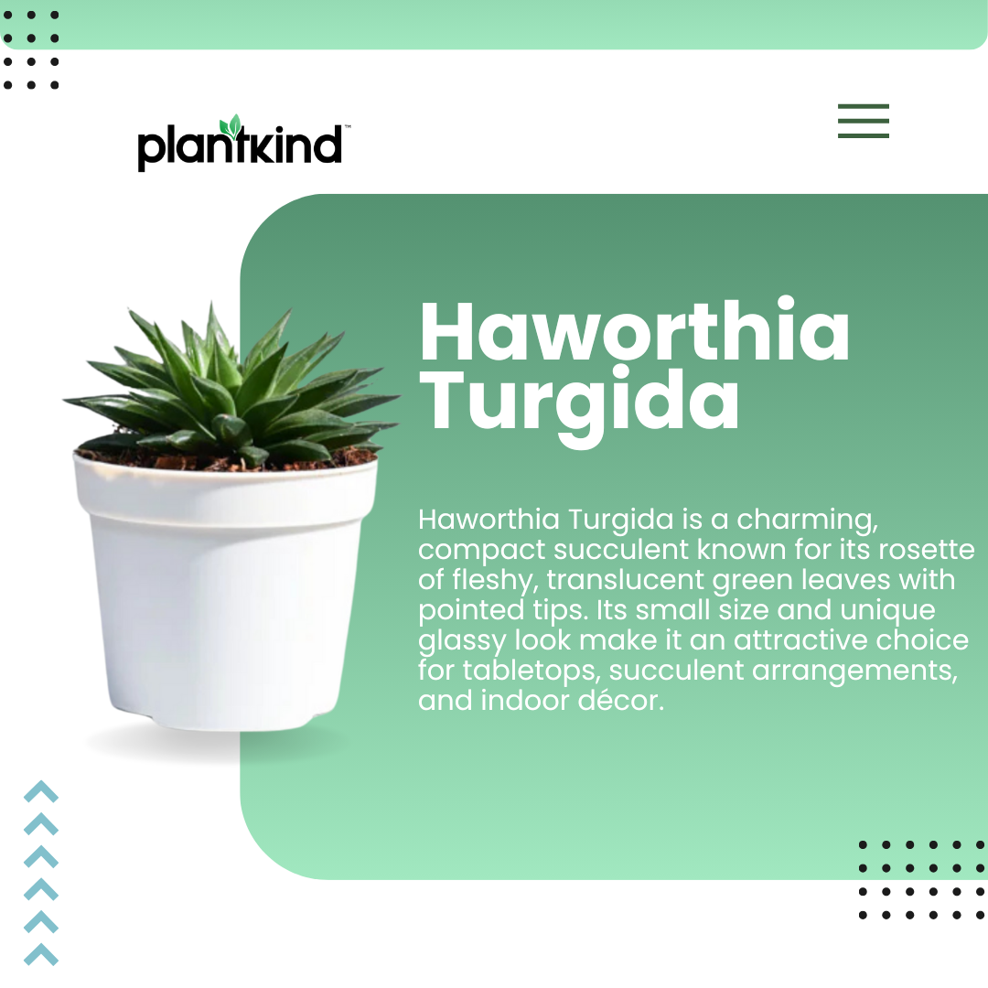 Haworthia Turgida | Succulent Plants | Indoor Plants | 1 Live Plant