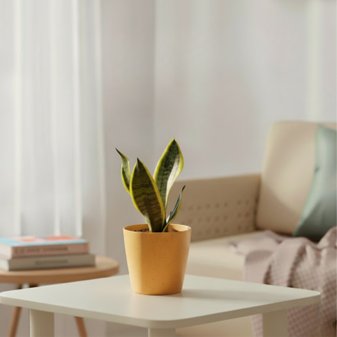 Snake Plant - Futura Superba | Air Purifying Plant | Indoor Plant | 1 Live Plant