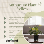 Anthurium Plant Yellow | Indoor Plant | 1 Live Plant