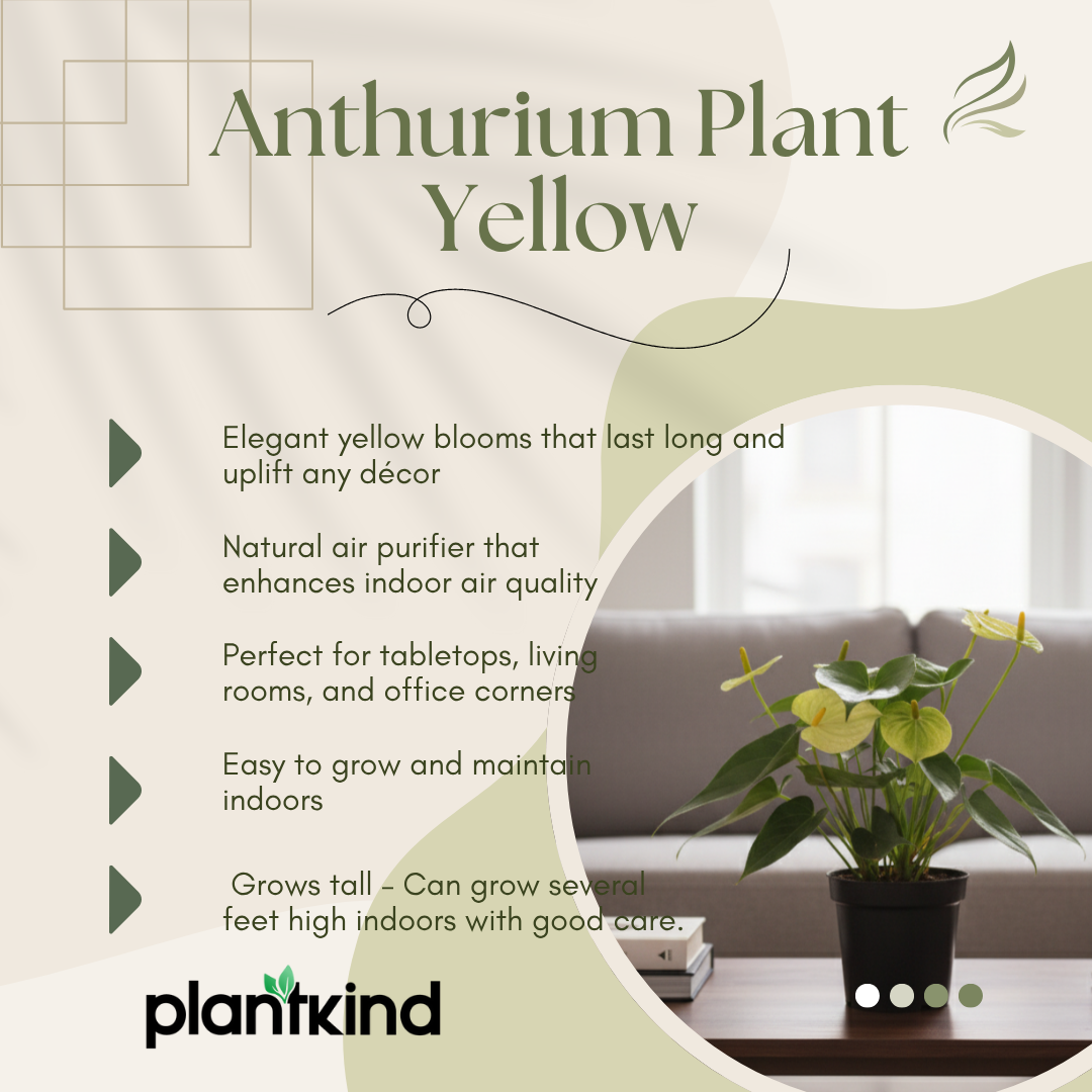 Anthurium Plant Yellow | Indoor Plant | 1 Live Plant