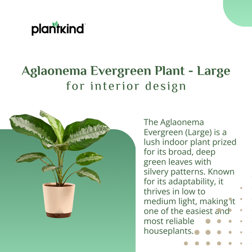 Aglaonema Evergreen Plant - Large