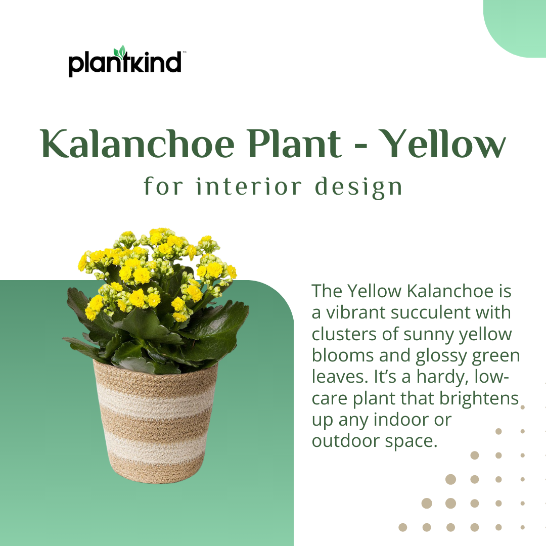 Kalanchoe Plant - Yellow Plant