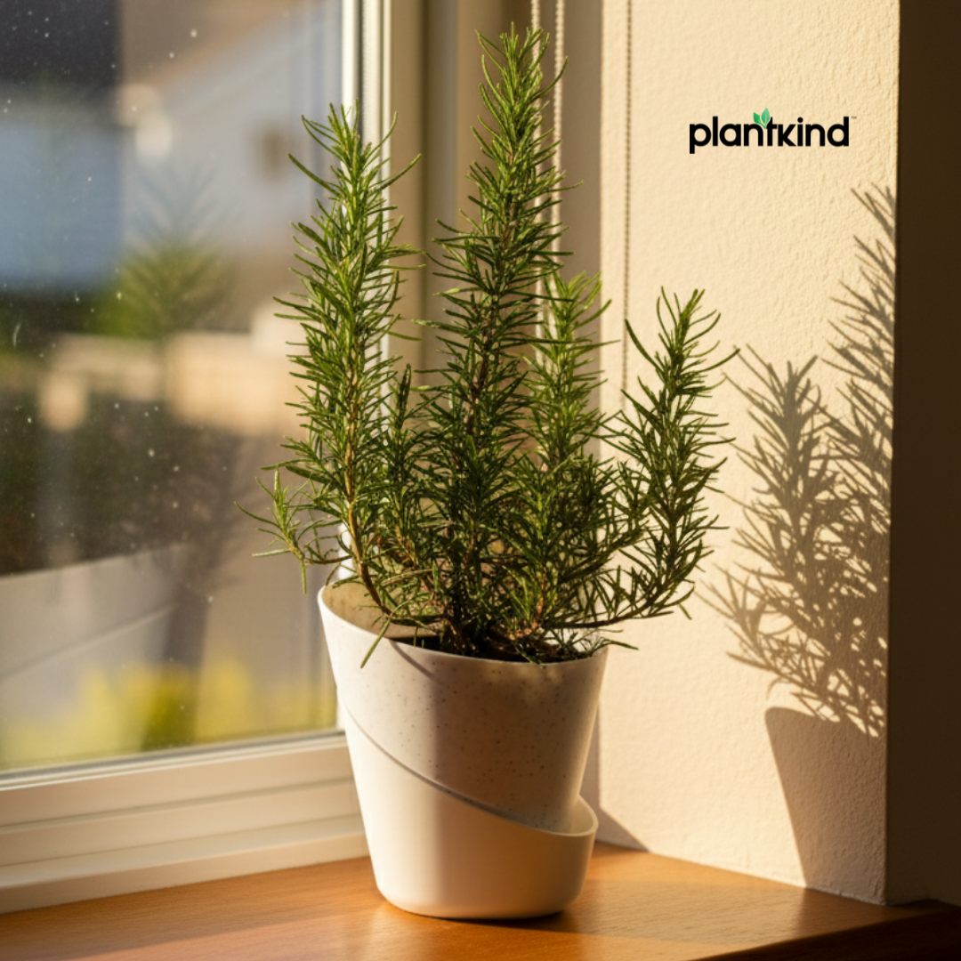 Rosemary Plant | Herb Plant |Medicinal And Aromatic Plant | 1 Live Plant | Small