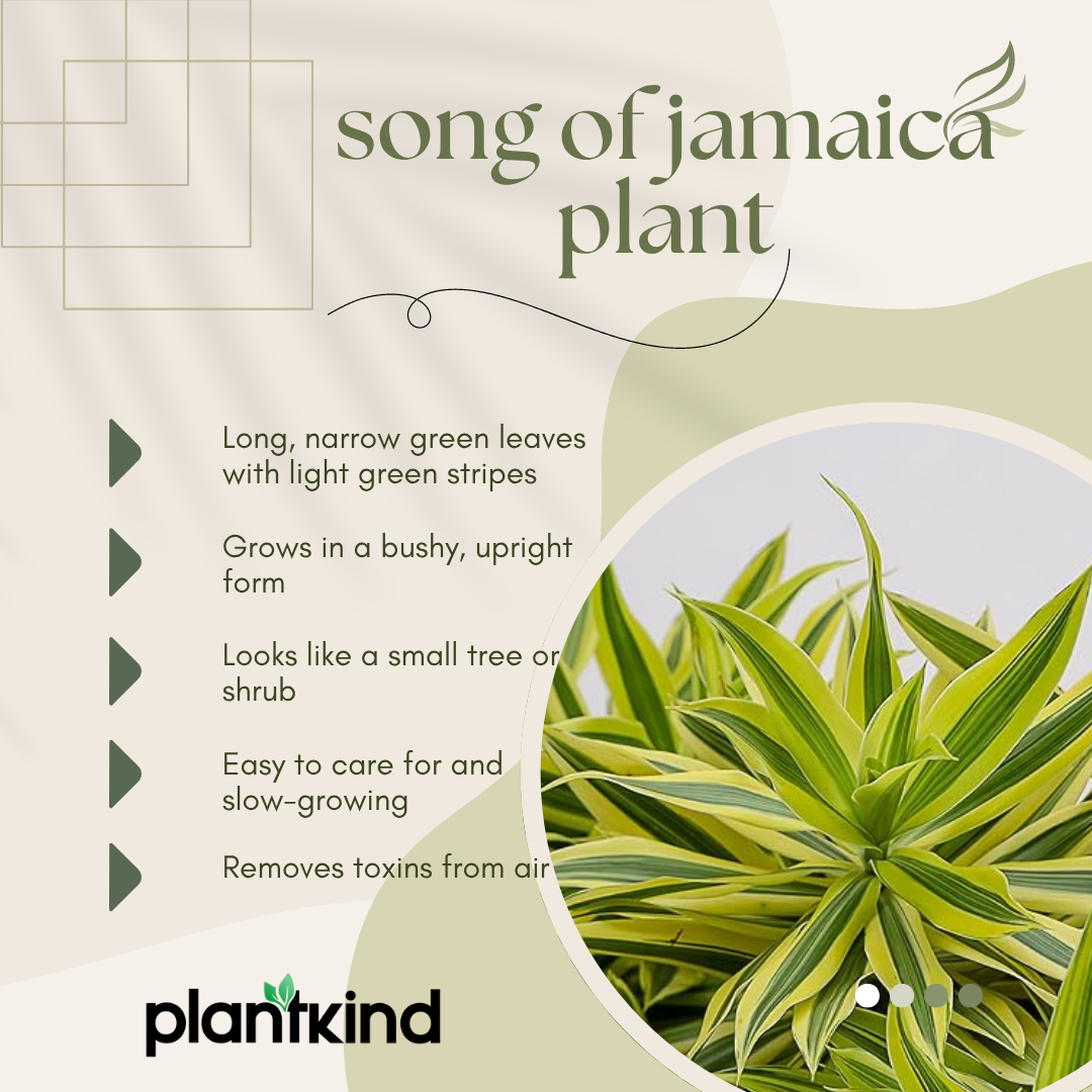 Song Of Jamaica Plant | Air Purifying Plant | Pack Of 1