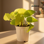 Golden Money Plant |Golden  Pothos|Indoor Plants | 1 Live Plant | Small
