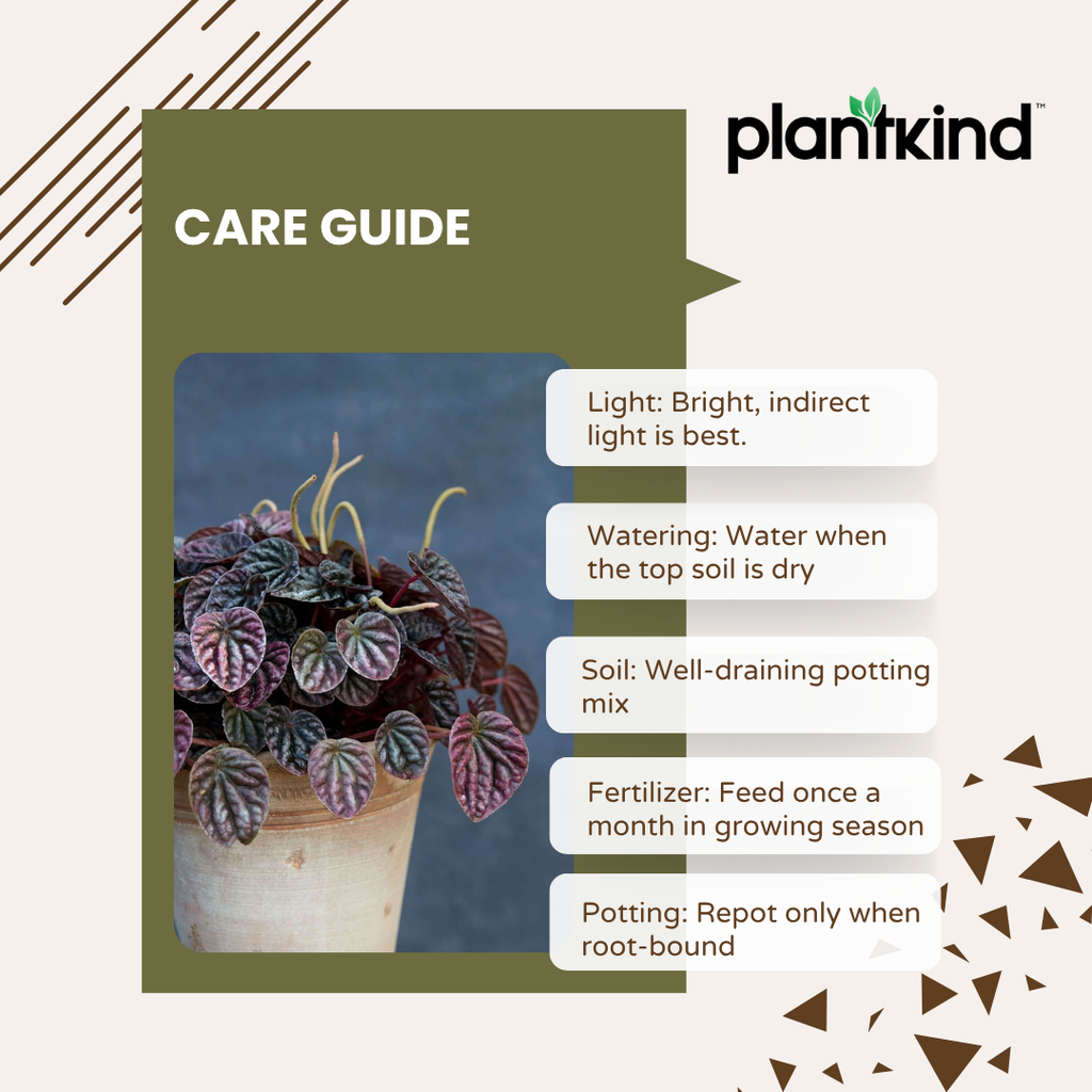 Peperomia Black Plant | Ornamental Plant | Plant For Homes And Office | Indoor Plant | Pack Of 1 | Small