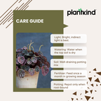 Peperomia Black Plant | Ornamental Plant | Plant For Homes And Office | Indoor Plant | Pack Of 1 | Small