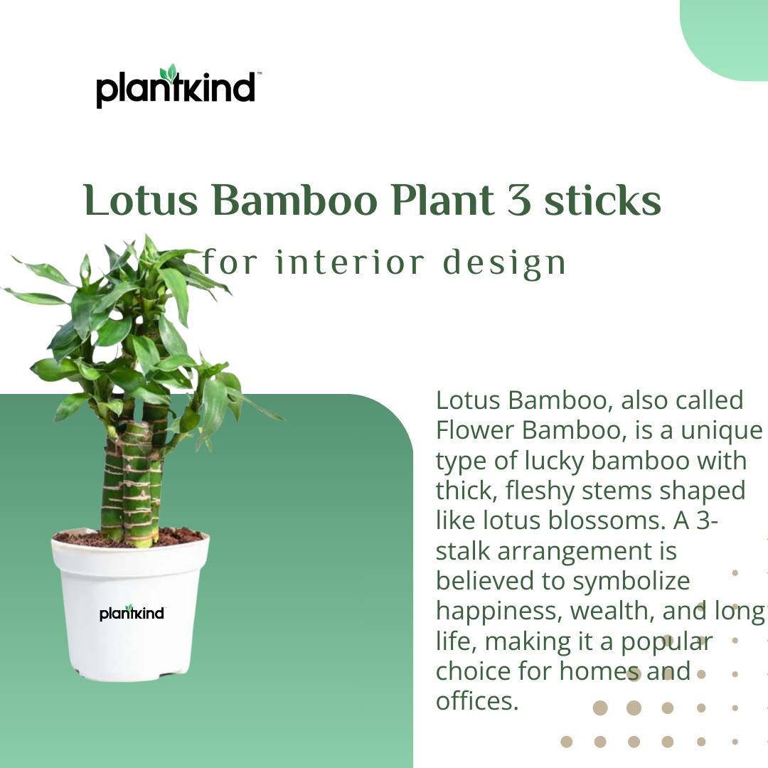 Lotus Bamboo Plant 3 sticks | Indoor Plant | Pack Of 1